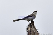 Mimus gilvus moqueur des savanes Tropical Mockingbird DSC_7852_00021_tn